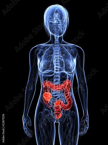 weibliche Anatomie mit markiertem Dickdarm