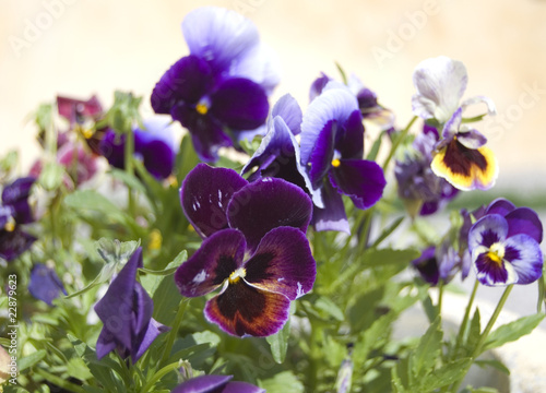 beautiful violet flowers outdoors