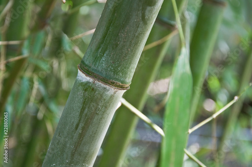 gros bambous
