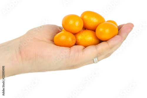 Hand holding few kumquat fruits