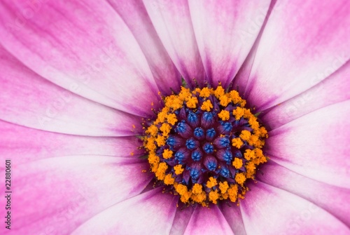 Pink arctotis flower close-up