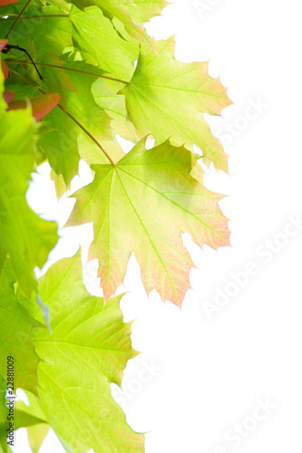 Young leaves of maple