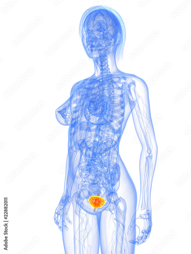 weibliche Anatomie mit markierter Blase