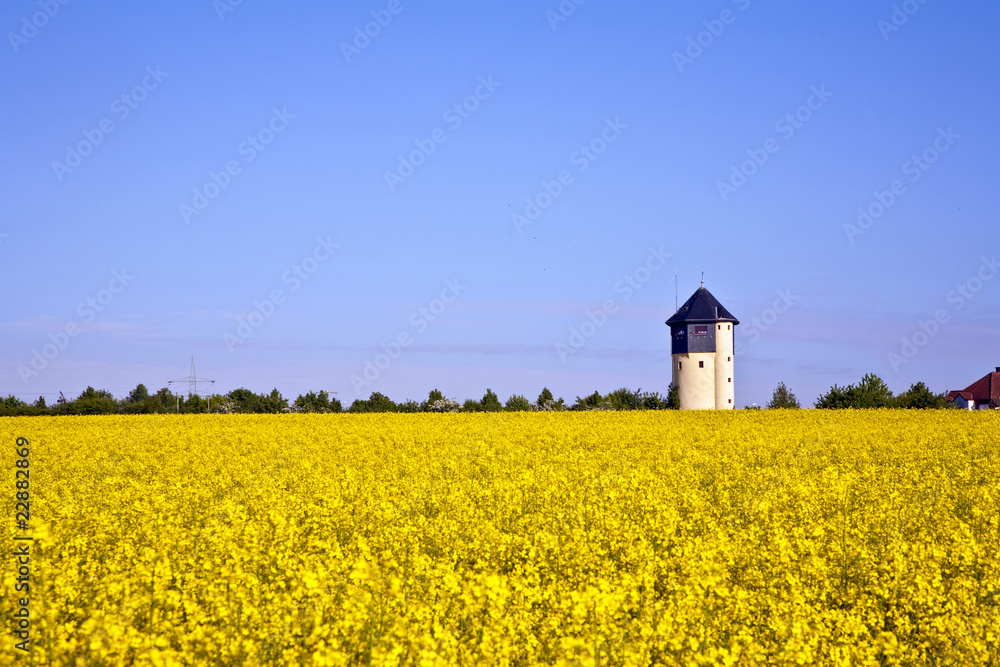 yellow rape field in spring