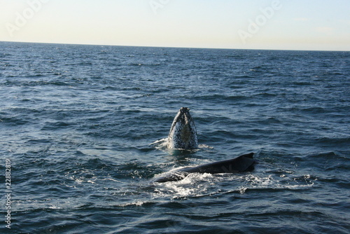 Whales © Krofoto
