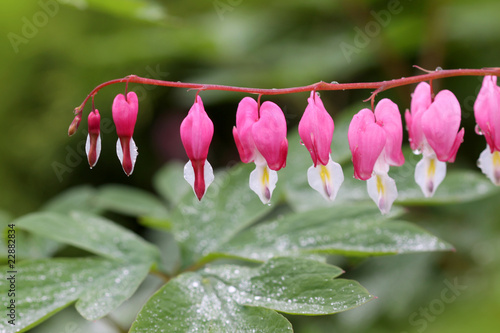 Bleeding Hearts photo