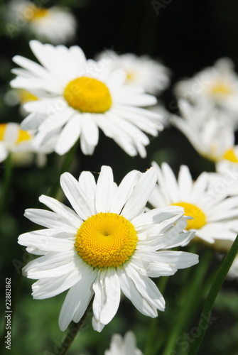 White Daisy flowers