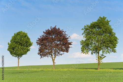 Drei Bäume, Wiese und blauer Himmel