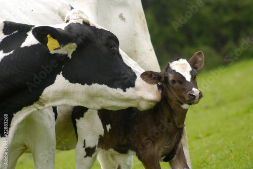 Kuh und Kalb auf saftiger Wiese photo