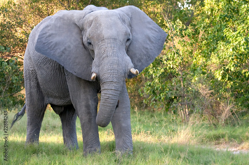 African Elephant Facing