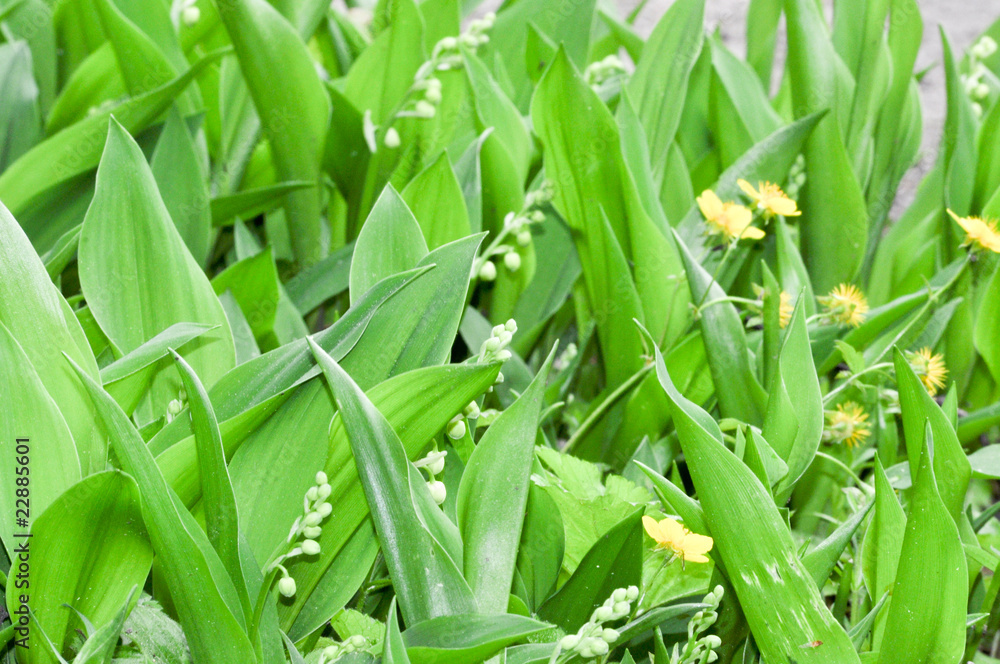 Obraz premium Maiglöckchen