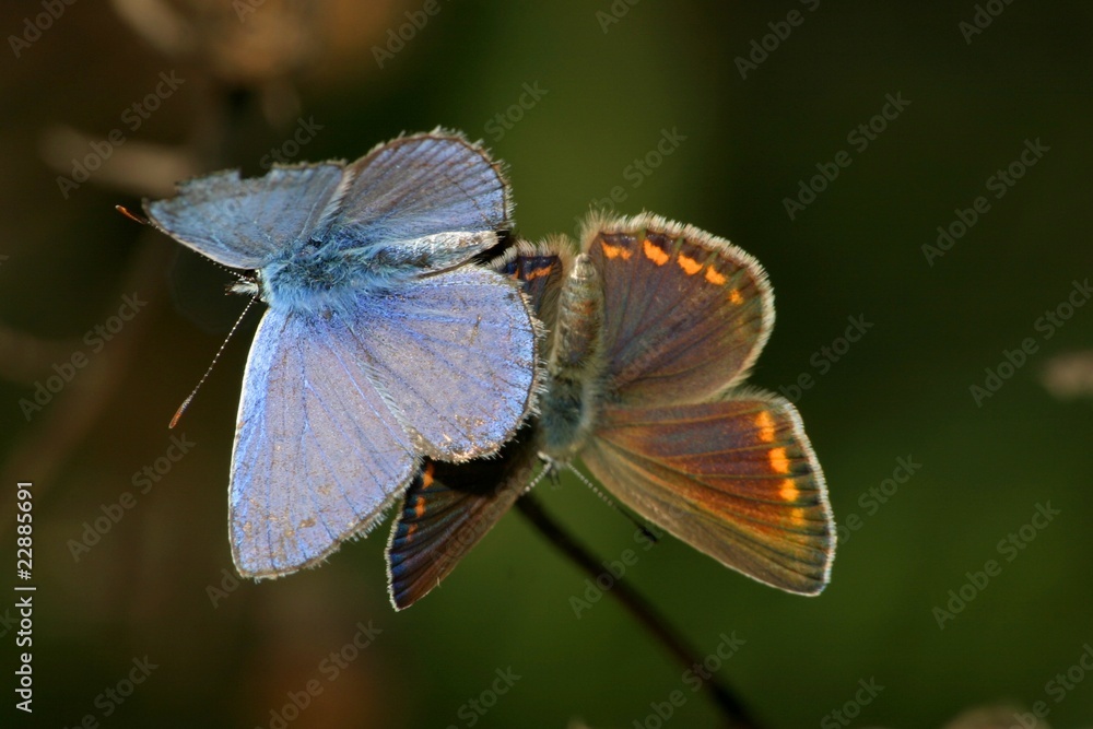 Fototapeta premium butterflies