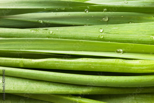 Fototapeta Naklejka Na Ścianę i Meble -  green onions with water drops