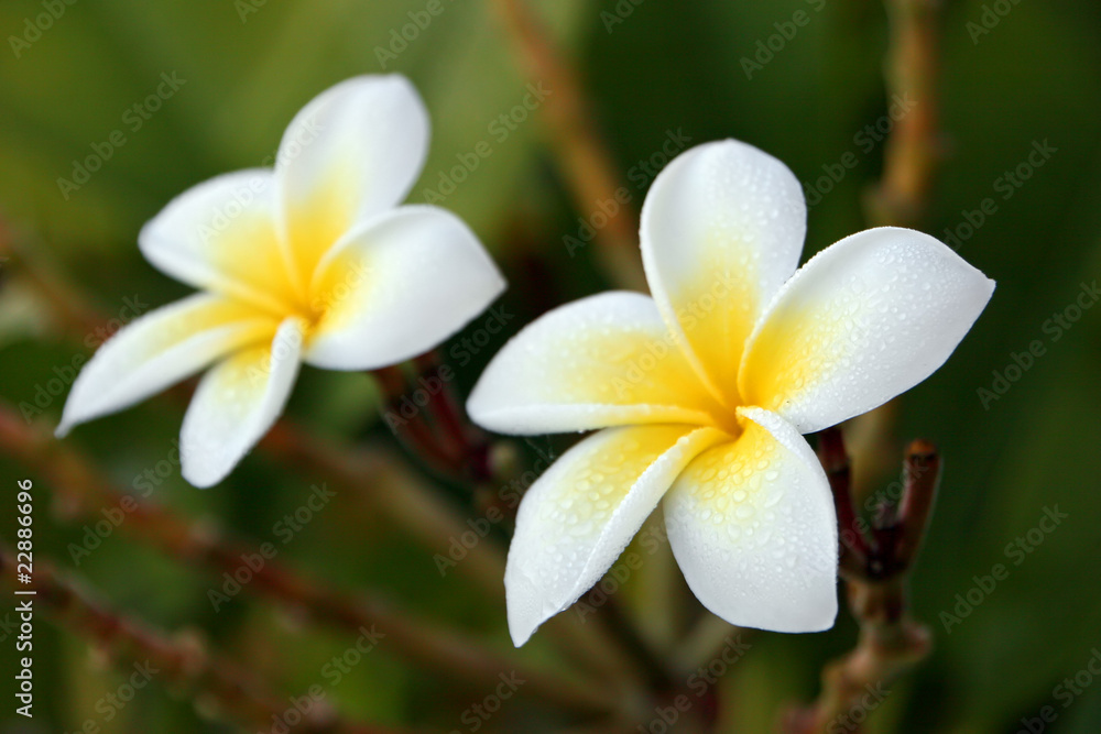 Fototapeta premium Plumeria Flower