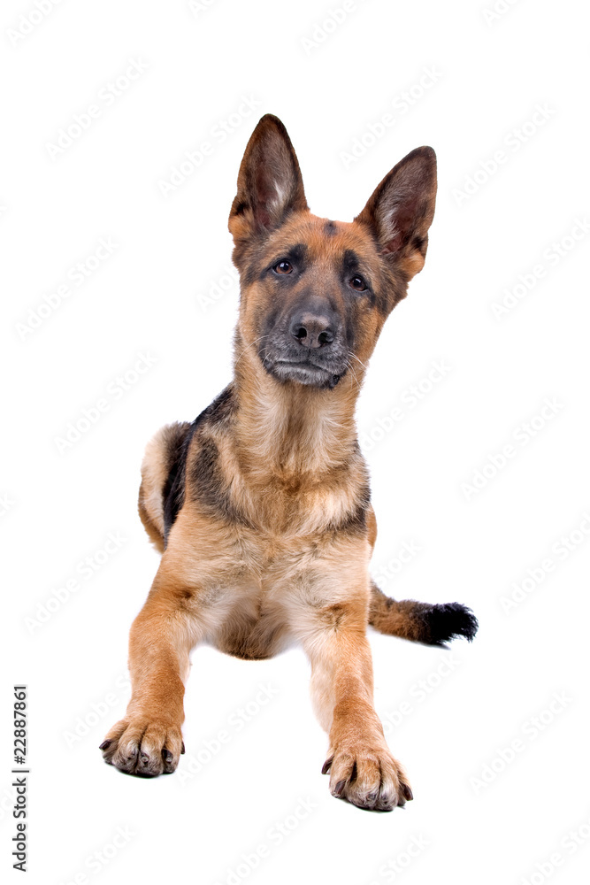 front view of a german shepherd dog