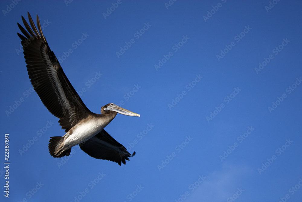 Seagull Seagull