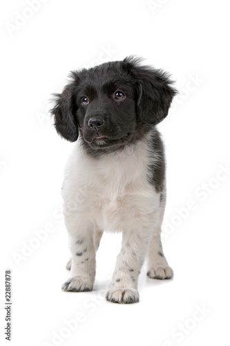Fototapeta Naklejka Na Ścianę i Meble -  front view of a cute beautiful stabyhoun puppy