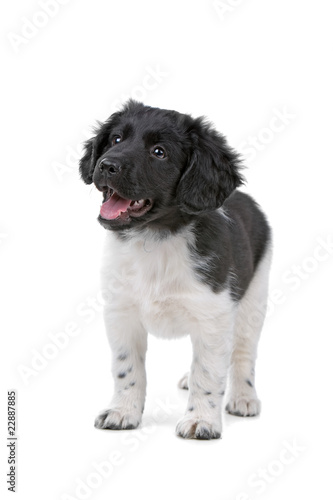 joyful stabyhoun puppy isolated on a white background