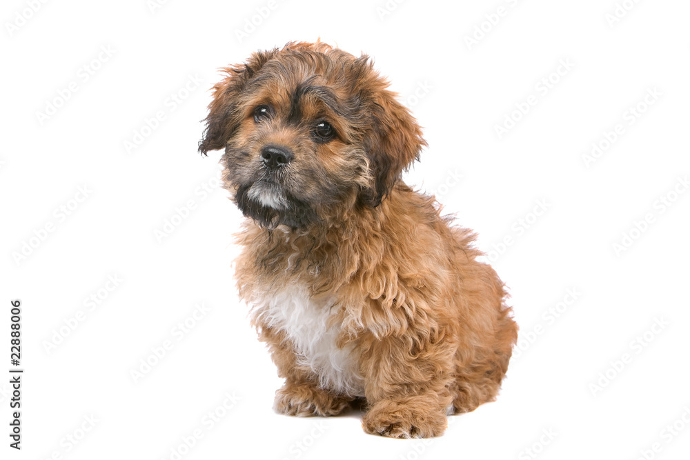 cute boomer puppy isolated on a white background cute boomer puppy isolated on a white background