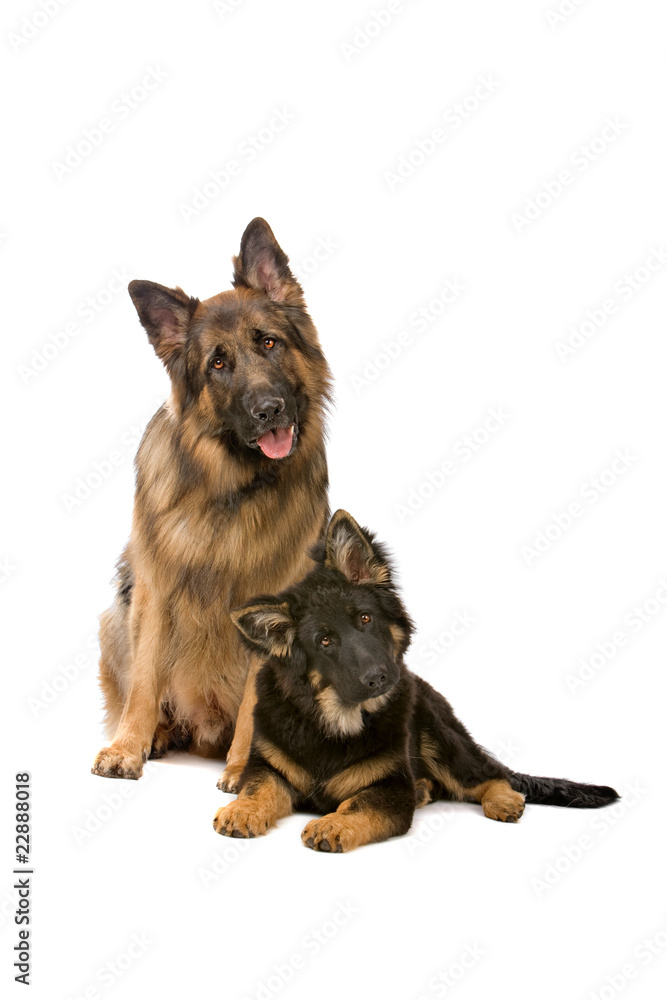 german shepherd dog and puppy looking at camera german shepherd dog and puppy looking at camera