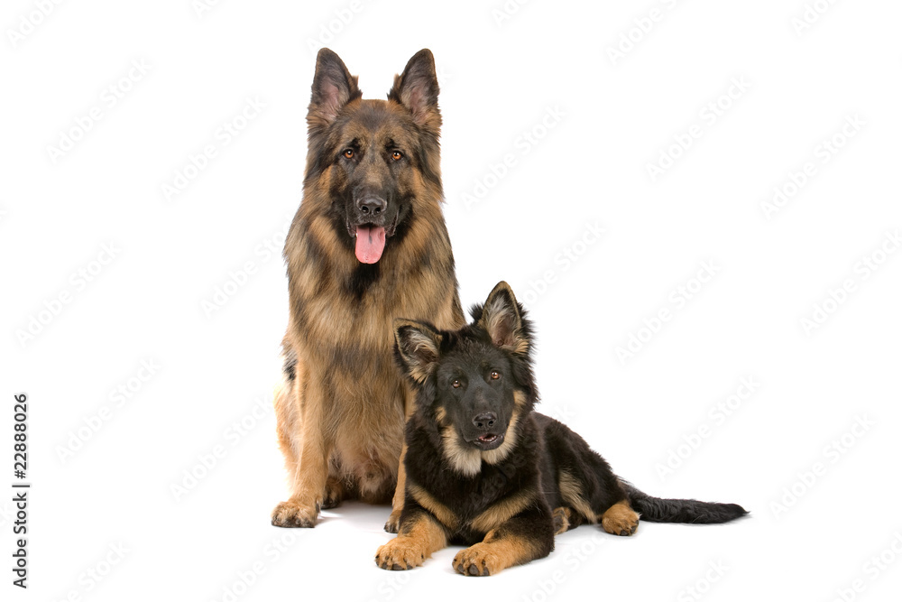 front view of german shepherd dog and puppy front view of german shepherd dog and puppy