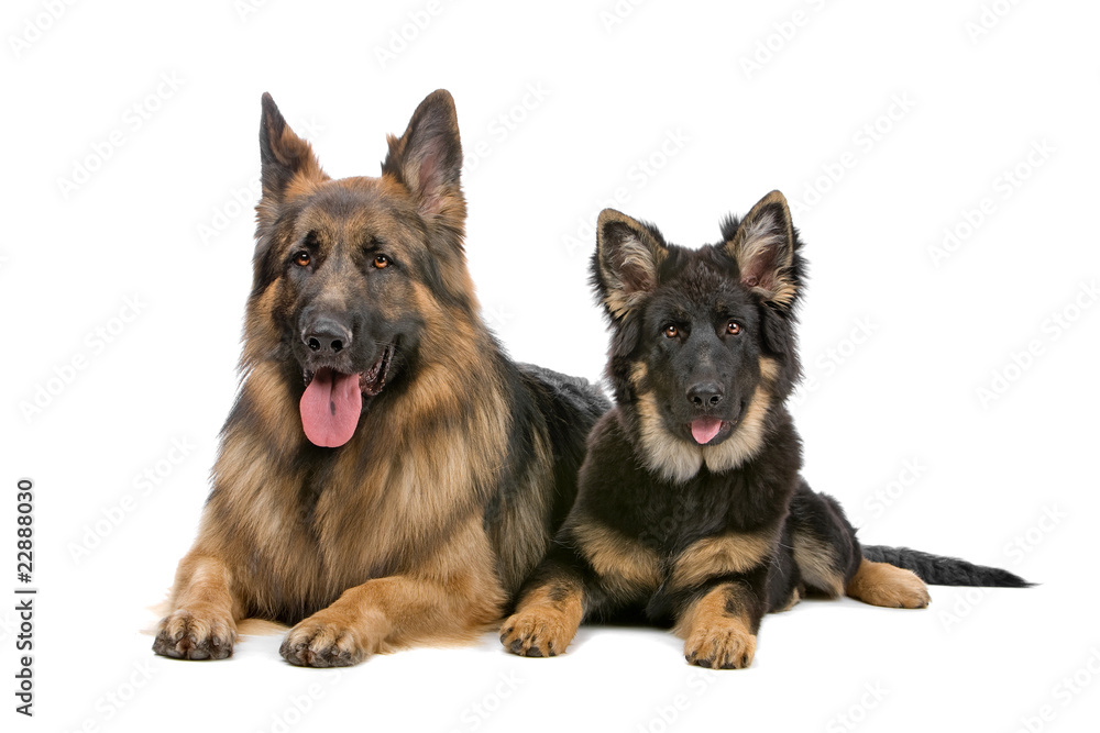 german shepherd dog and puppy looking at camera german shepherd dog and puppy looking at camera