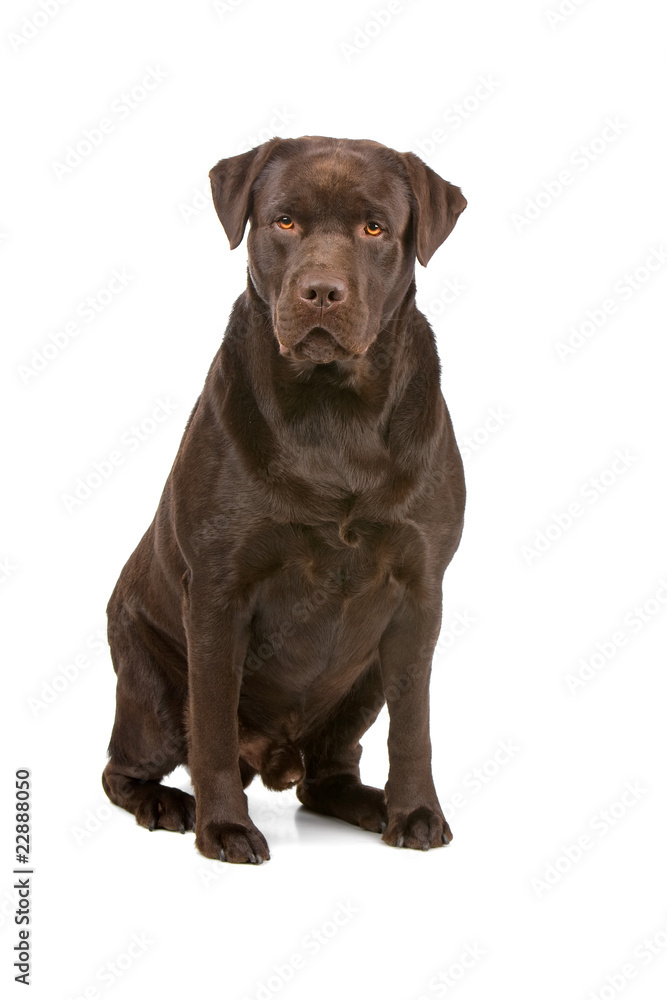 front view of a chocolate labrador retriever dog