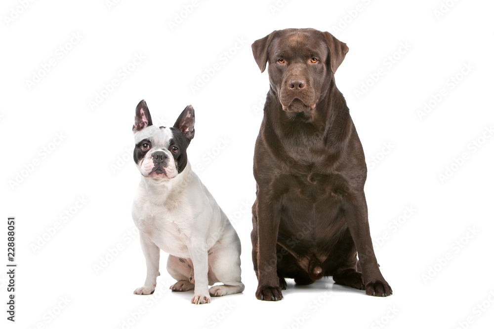 Fototapeta french bulldog and a chocolate labrador retriever dog