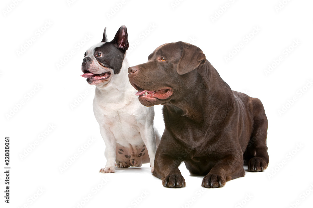 Fototapeta french bulldog and a chocolate labrador retriever dog