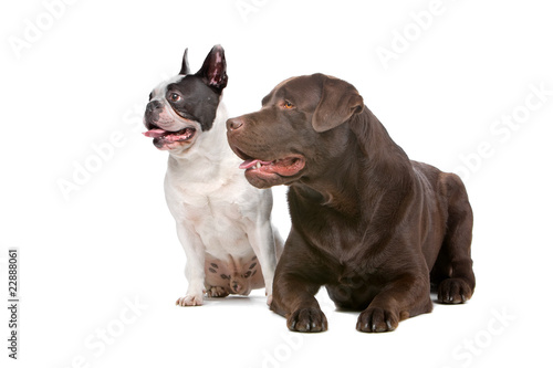 french bulldog and a chocolate labrador retriever dog
