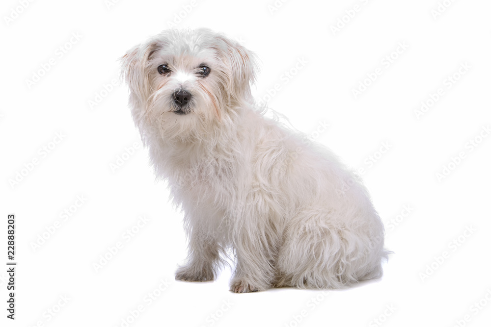 mixed breed dog (boomer) isolated on a white background mixed breed dog (boomer) isolated on a white background