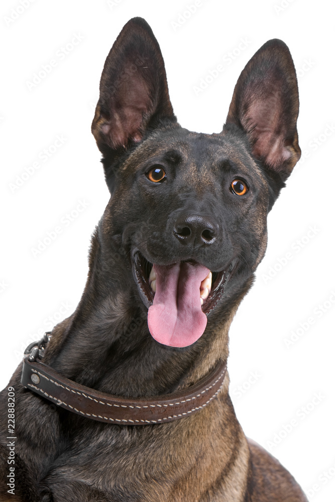 Belgian Shepherd Dog Malinois on a white background Belgian Shepherd Dog Malinois on a white background