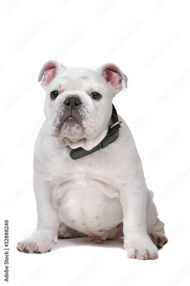 front view of a french bulldog puppy