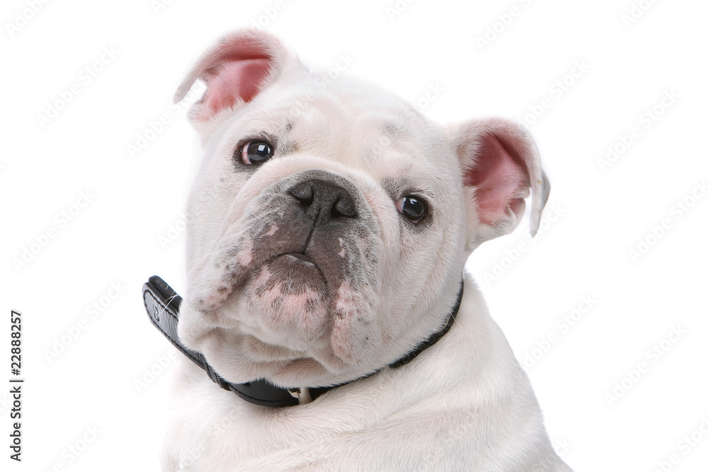 head of a French Bulldog puppy isolated on white