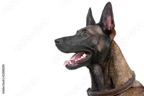 head of a belgian shepherd dog - malinois photo