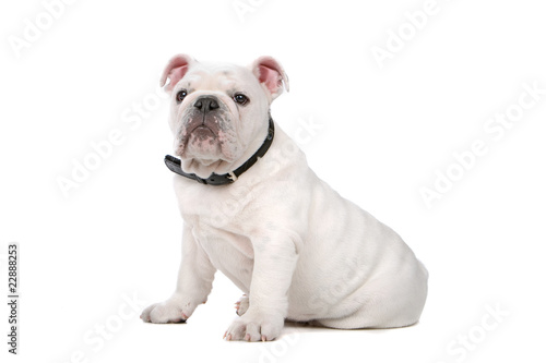 french bulldog puppy isolated on a white background