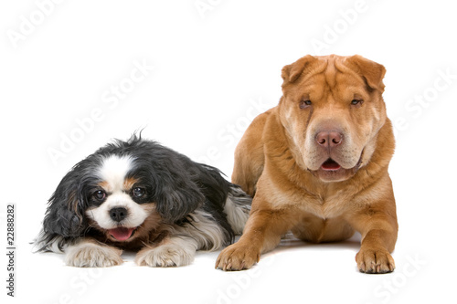Fototapeta Naklejka Na Ścianę i Meble -  cavalier king charles spaniel and a chinese shar-pei dog