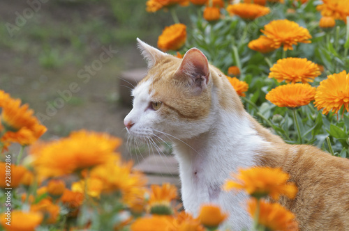 花畑の猫