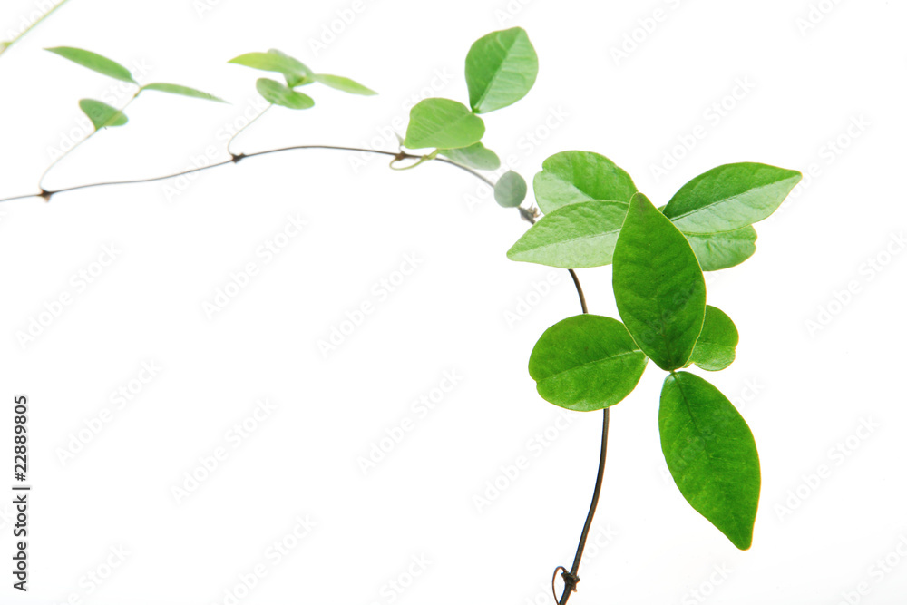 vine isolated on white background . vine isolated on white background .