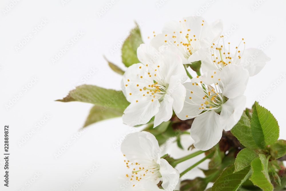 Fototapeta premium Cherry blossoms
