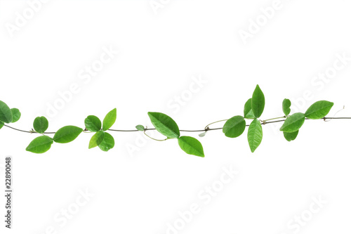vine isolated on white background . photo