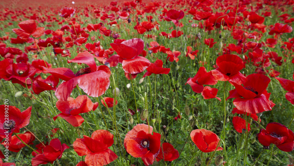 Obraz premium prato di Papaveri