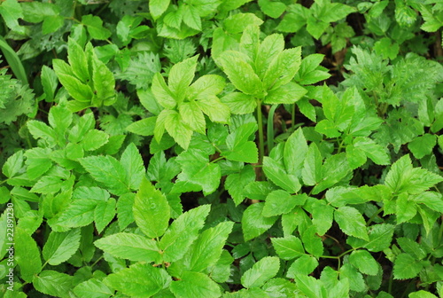 Wallpaper Mural трава Torontodigital.ca