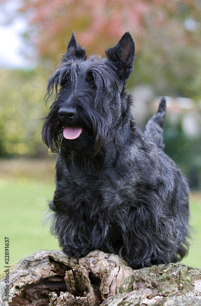 terrier d'Ecosse posté sur une tronc d'arbre mort