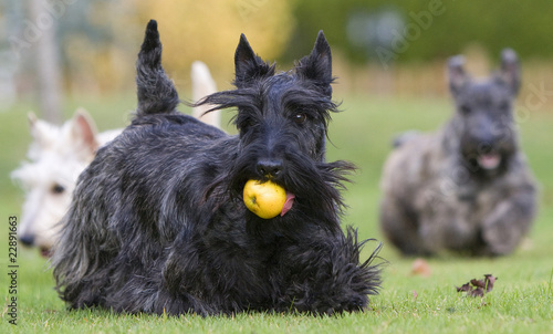 scottish terrier avec une pomme dans le gueule photo