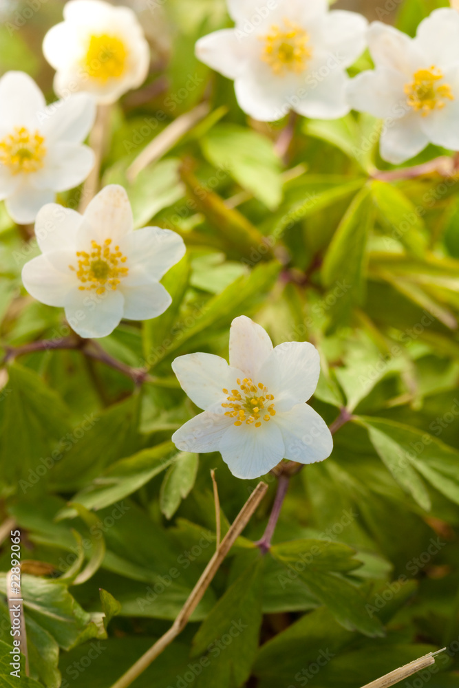 Obraz premium White anemone