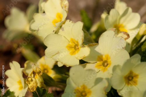 Yellow primrose © trancedrumer