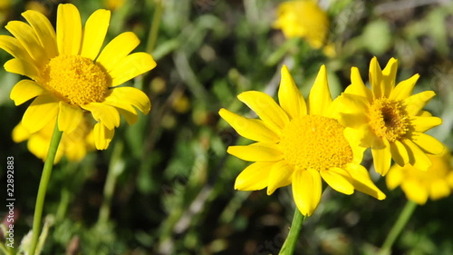 wild daisies moved by the wind