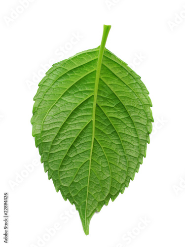 leaf