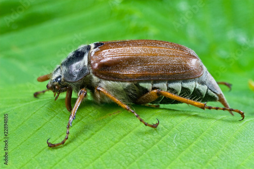 Valokuvatapetti spring beetle cockchafer on green leaves background